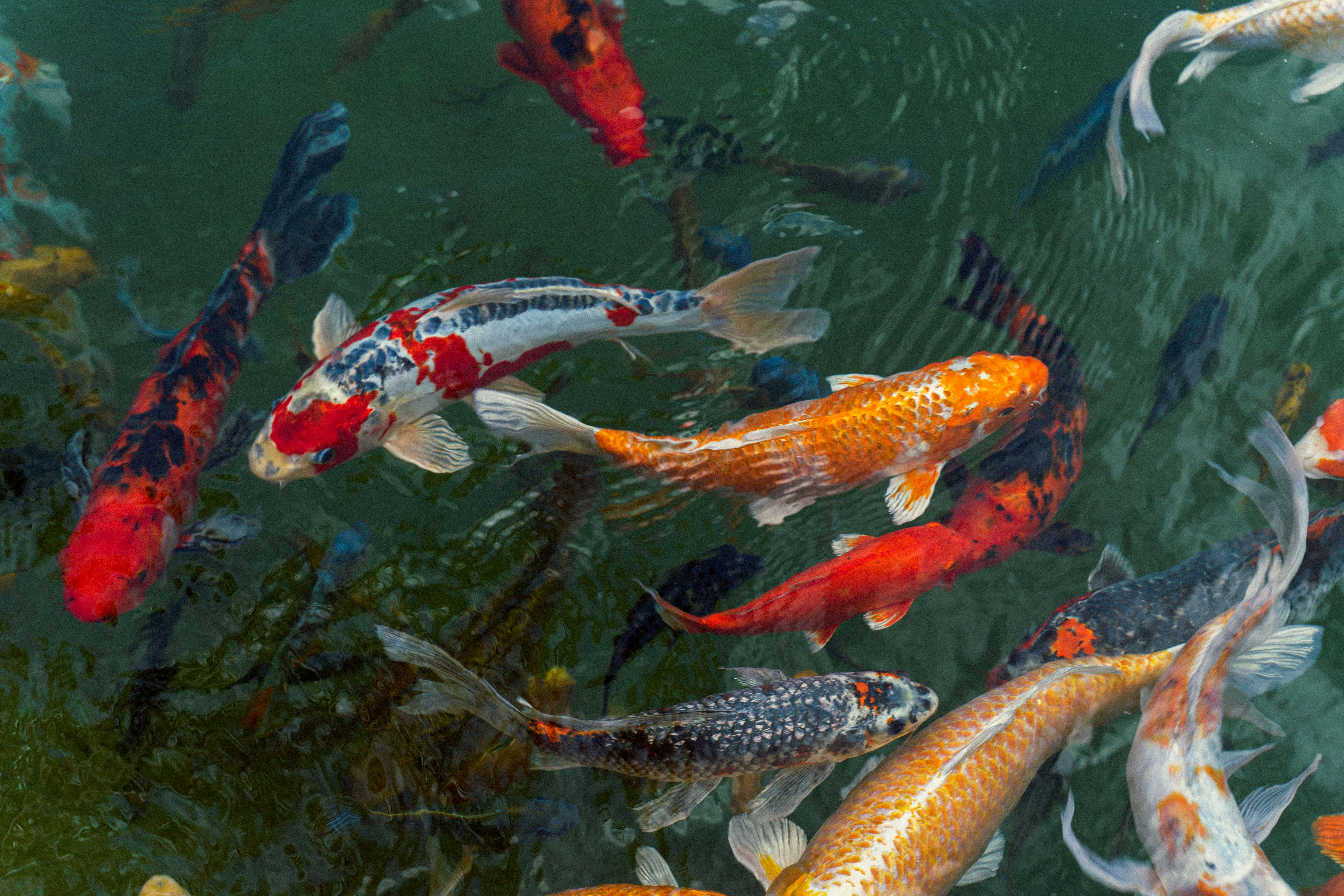 Butterfly koi