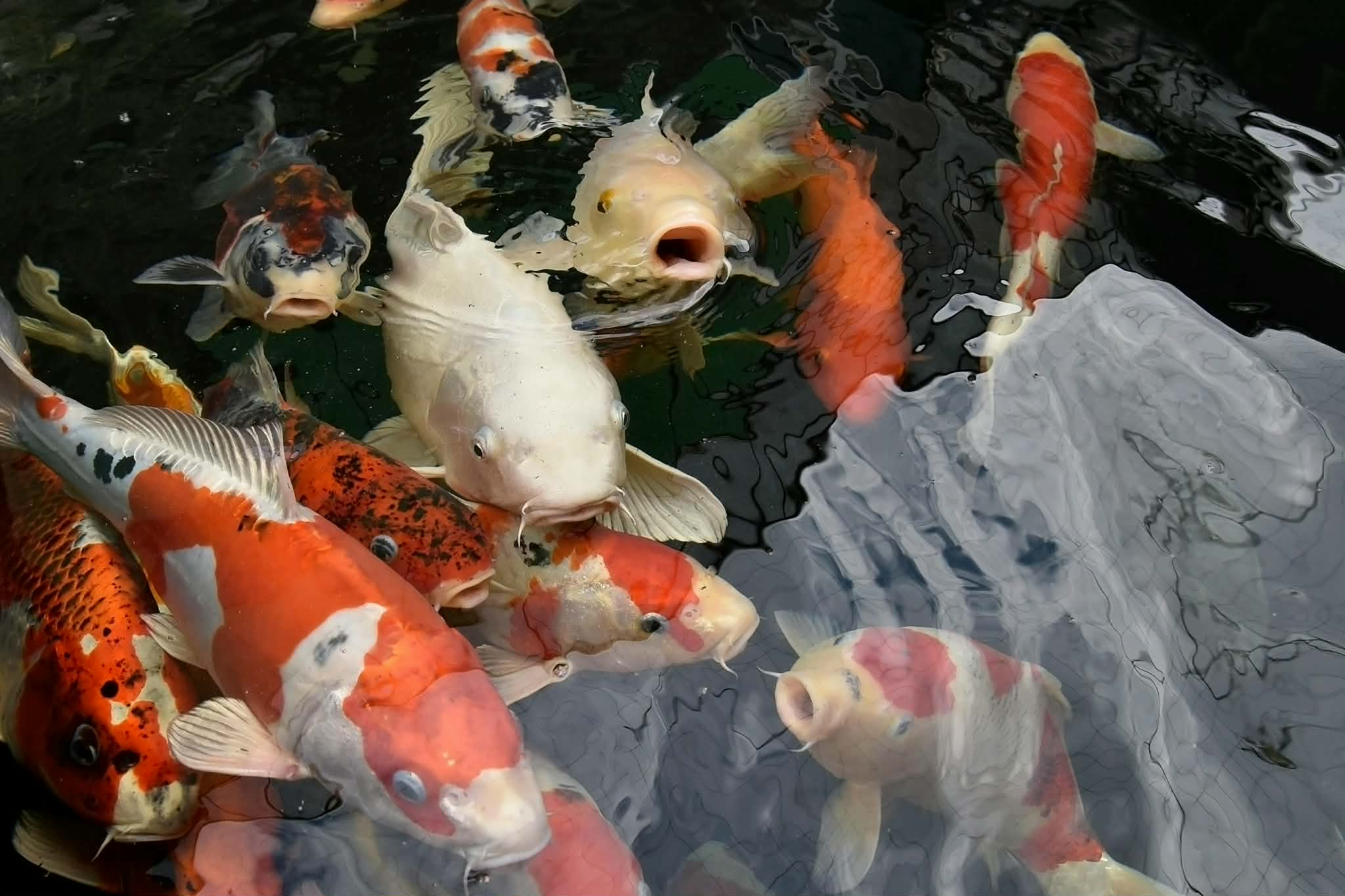 Koi bild